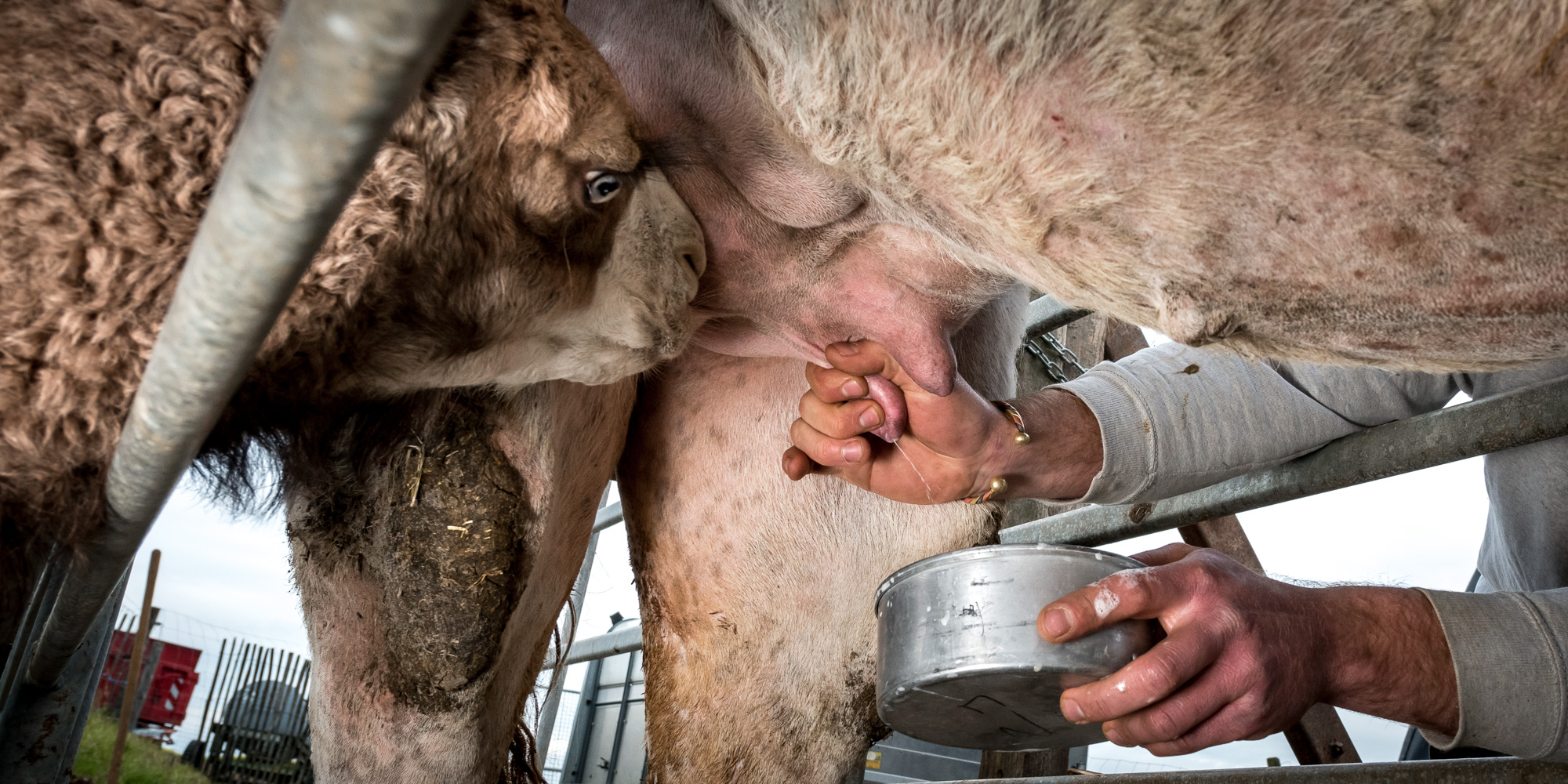 Du lait de chamelle pourrait être vendu en Europe l'an prochain